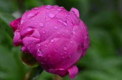 雨上がりのシャクヤク