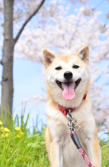 春の散歩日和