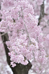 しだれ桜？？