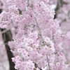しだれ桜？？