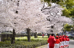 桜のある公園の風景