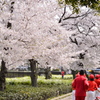桜のある公園の風景
