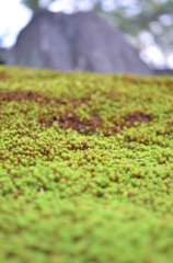 苔からの…