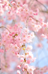 晴れの日に桜を眺め