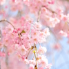 晴れの日に桜を眺め