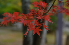 一足先に紅葉中