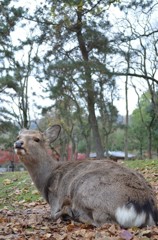 鹿さん