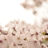 揺れる桜