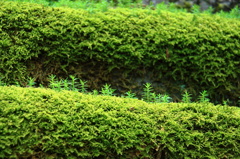 大雄山　最乗寺