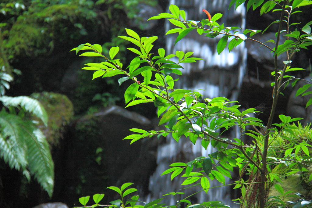 大雄山　最乗寺