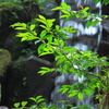 大雄山　最乗寺