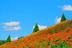 花の守り人