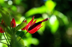 南国の花（インテルメディア）