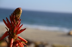 at Mannhattann Beach in Los Angeles