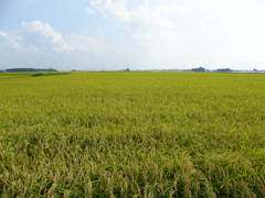 田園風景