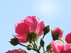 満開
