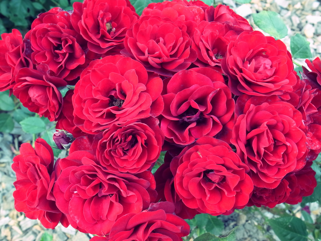 なんて花だっけ？