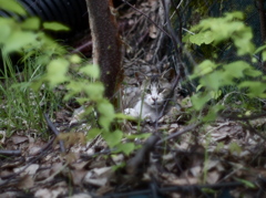 山猫