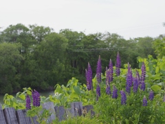 P6050326