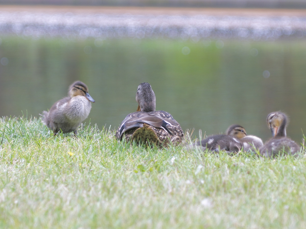 しっかりものとおさなご