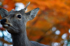 奈良公園・紅葉狩り