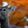 奈良公園・紅葉狩り