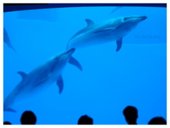 Dolphin