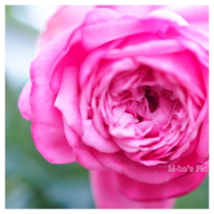 rose