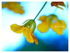 happy yellow