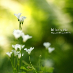 kirakira green