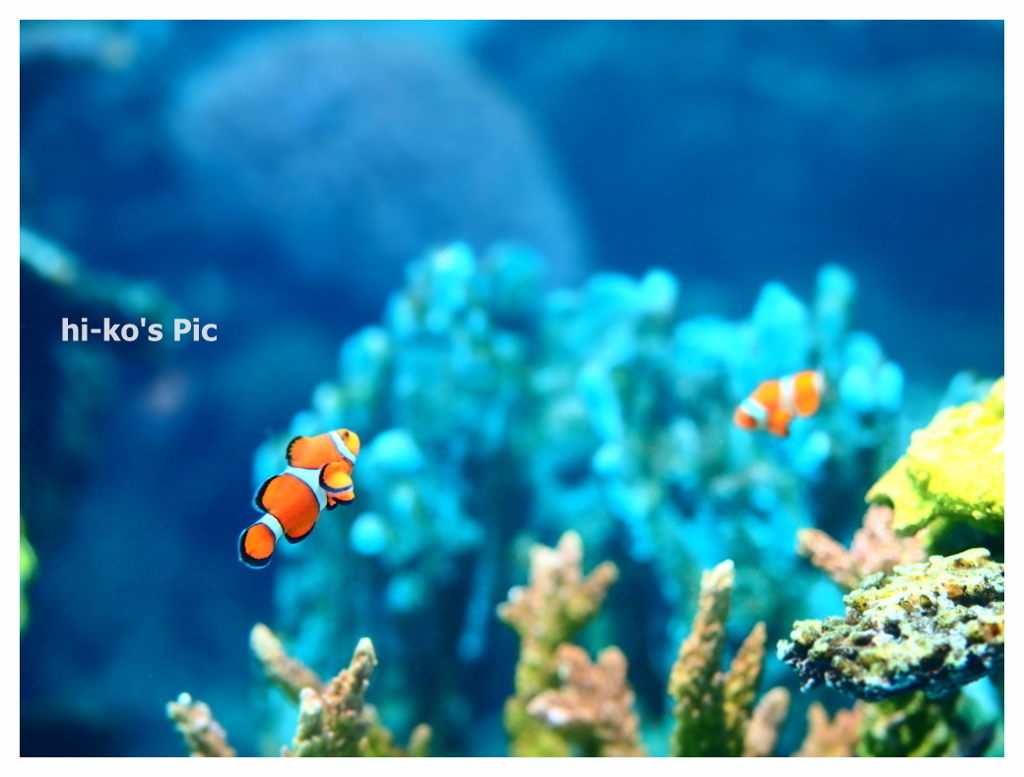Tropical fish
