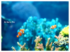Tropical fish