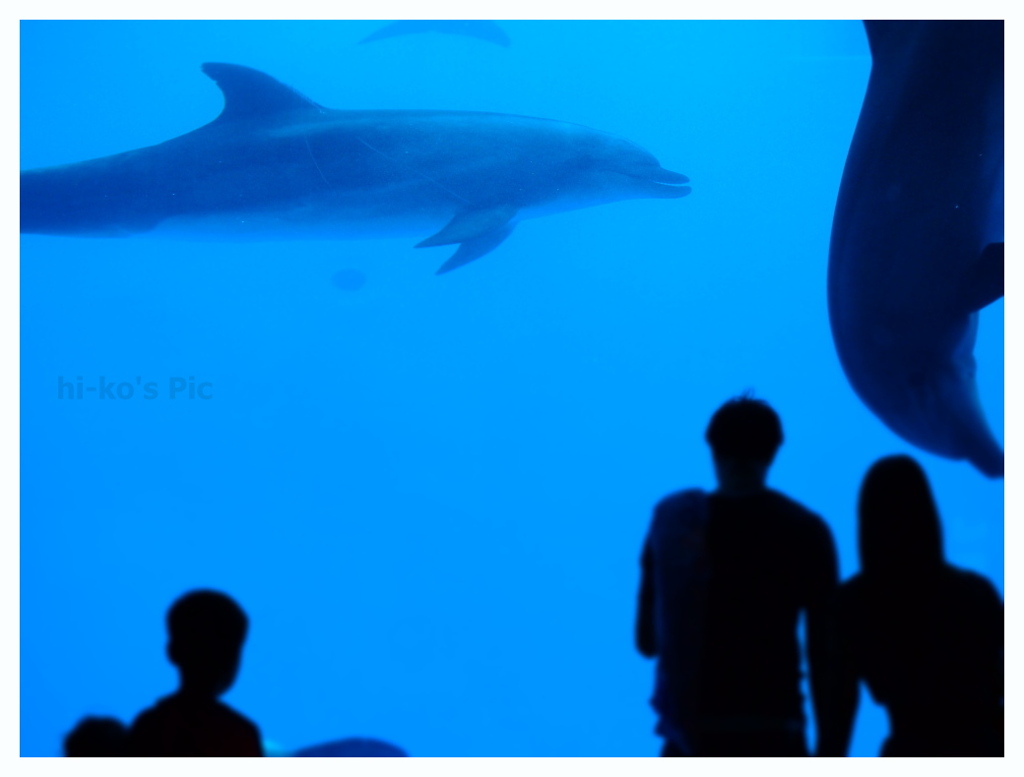 Dolphin