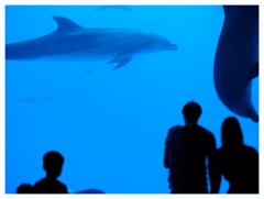 Dolphin