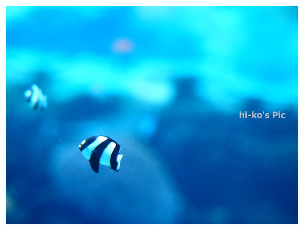 Tropical fish　black&white