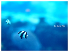 Tropical fish　black&white