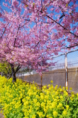 河津桜と菜の花