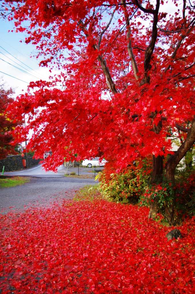 近所の紅葉