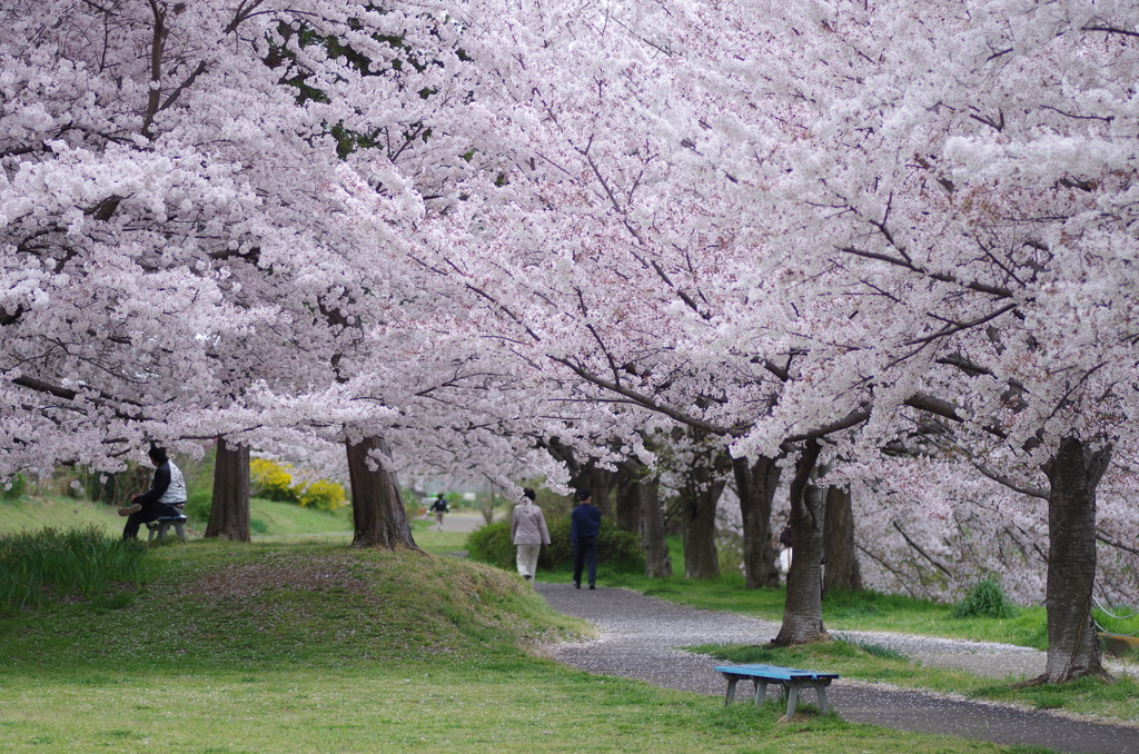 桜の木の下で