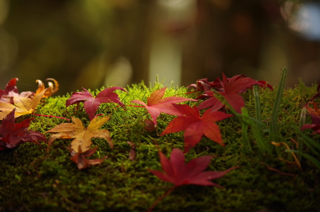 苔の上の紅葉