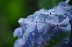 雨上がりの紫陽花