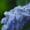 雨上がりの紫陽花