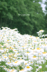 デイジーチェイン