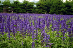 安曇野ちひろ公園