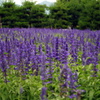 安曇野ちひろ公園
