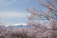 高遠城址公園