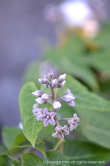 木陰でも輝く