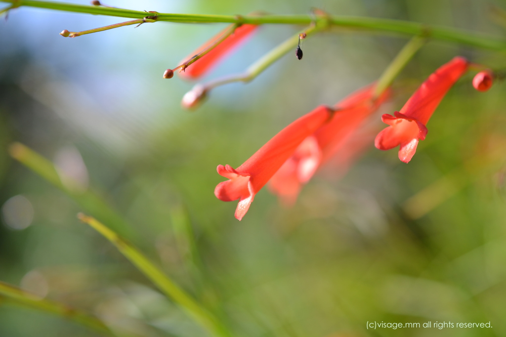 さわさわと風を受け