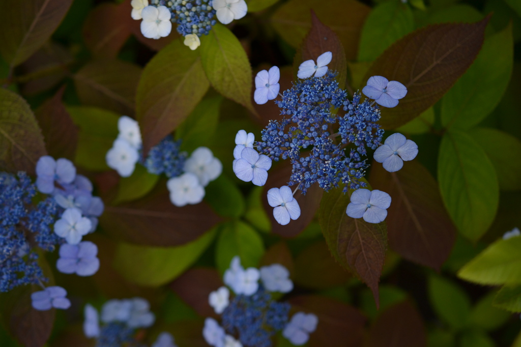 紫陽花の記憶