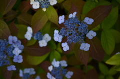 紫陽花の記憶